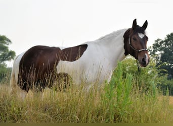 Barocco pinto, Castrone, 4 Anni, 158 cm, Pezzato