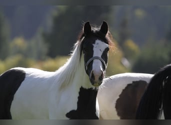 Barocco pinto, Castrone, 4 Anni, 158 cm, Pezzato