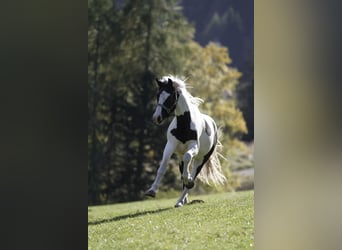 Barocco pinto, Castrone, 4 Anni, 158 cm, Pezzato