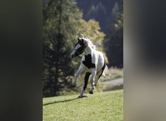 Barocco pinto, Castrone, 4 Anni, 158 cm, Pezzato