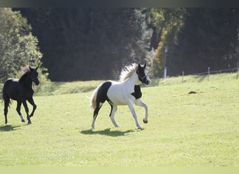 Barocco pinto, Castrone, 4 Anni, 158 cm, Pezzato