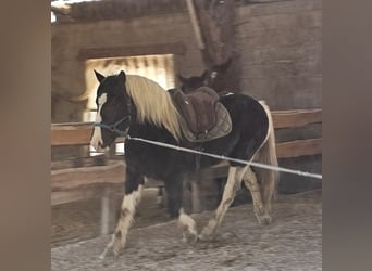 Barocco pinto, Castrone, 4 Anni, 160 cm, Pezzato