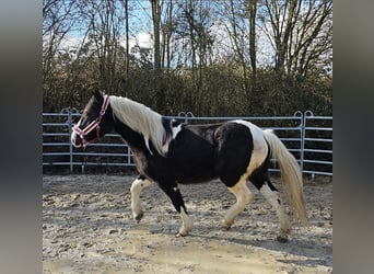 Barocco pinto, Castrone, 4 Anni, 160 cm, Pezzato