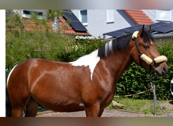 Barocco pinto Mix, Castrone, 4 Anni, 164 cm, Pezzato