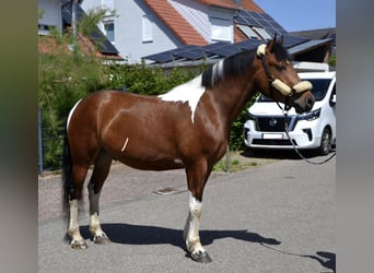 Barocco pinto Mix, Castrone, 4 Anni, 164 cm, Pezzato