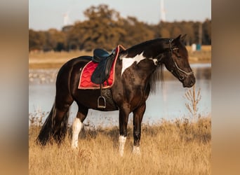 Barocco pinto Mix, Castrone, 4 Anni, 165 cm, Pezzato