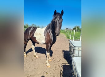 Barocco pinto, Castrone, 5 Anni, 160 cm, Pezzato