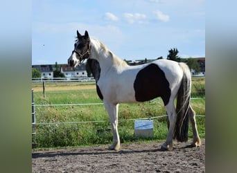 Barocco pinto, Castrone, 6 Anni, 158 cm, Pezzato