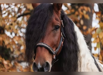 Barocco pinto, Castrone, 6 Anni, 162 cm, Pezzato