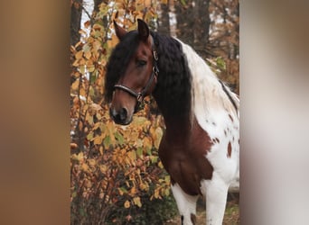 Barocco pinto, Castrone, 6 Anni, 162 cm, Pezzato