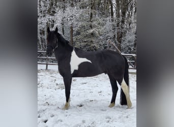 Barocco pinto, Castrone, 6 Anni, 168 cm, Pezzato