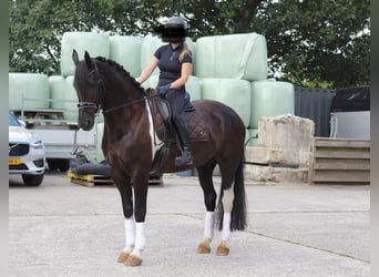 Barocco pinto, Castrone, 6 Anni, 168 cm, Pezzato