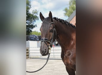 Barocco pinto, Castrone, 6 Anni, 168 cm, Pezzato