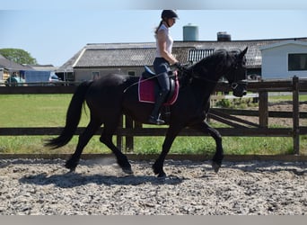 Barocco pinto, Castrone, 6 Anni, 170 cm, Morello