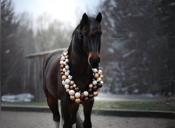 Barocco pinto, Castrone, 7 Anni, 168 cm, Pezzato