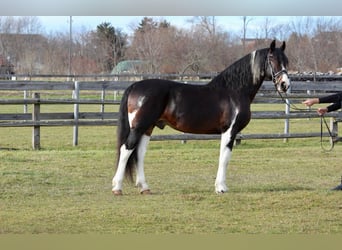 Barocco pinto, Castrone, 8 Anni, 165 cm, Pezzato