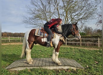 Barocco pinto, Castrone, 9 Anni, 150 cm, Pezzato