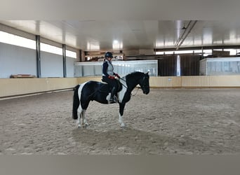 Barocco pinto Mix, Castrone, 9 Anni, 151 cm, Pezzato