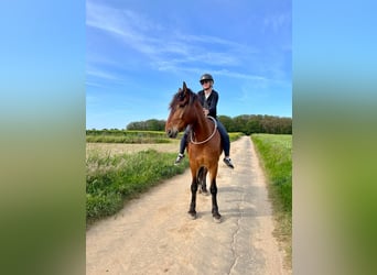 Barocco pinto Mix, Castrone, 9 Anni, 175 cm, Baio