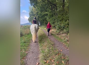 Barocco pinto, Giumenta, 12 Anni, 147 cm, Pezzato