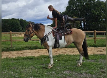 Barocco pinto, Giumenta, 12 Anni, 159 cm, Pezzato