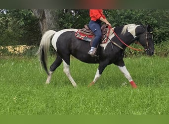 Barocco pinto, Giumenta, 13 Anni, 162 cm, Pezzato