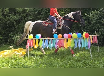 Barocco pinto, Giumenta, 13 Anni, 162 cm, Pezzato