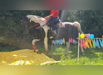 Barocco pinto, Giumenta, 13 Anni, 162 cm, Pezzato