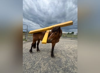 Barocco pinto Mix, Giumenta, 14 Anni, 142 cm, Baio
