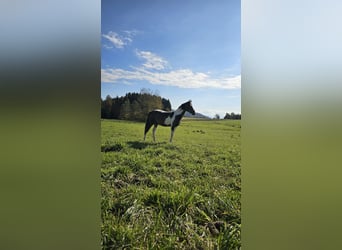 Barocco pinto Mix, Giumenta, 1 Anno, 150 cm, Pezzato