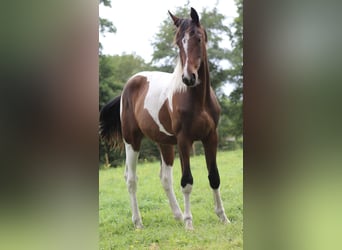 Barocco pinto Mix, Giumenta, 1 Anno, 170 cm, Pezzato