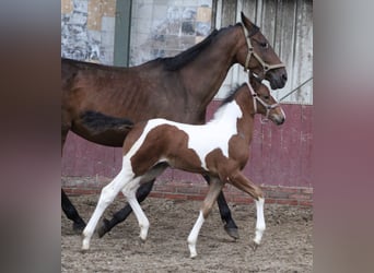 Barocco pinto Mix, Giumenta, 1 Anno, 170 cm, Pezzato