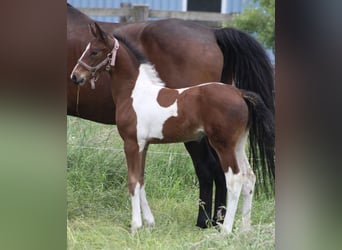 Barocco pinto Mix, Giumenta, 1 Anno, 170 cm, Pezzato