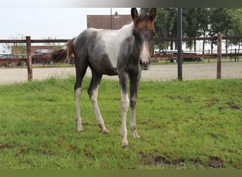 Barocco pinto, Giumenta, 1 Anno, Può diventare grigio