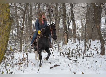 Barocco pinto, Giumenta, 2 Anni, 150 cm, Morello