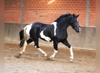 Barocco pinto, Giumenta, 2 Anni, 164 cm, Pezzato