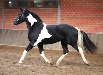 Barocco pinto, Giumenta, 2 Anni, 164 cm, Pezzato