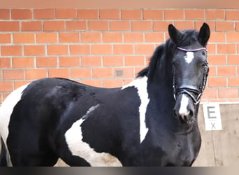 Barocco pinto, Giumenta, 2 Anni, 164 cm, Pezzato