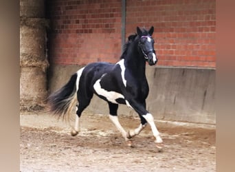 Barocco pinto, Giumenta, 2 Anni, 164 cm, Pezzato