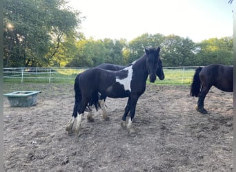 Barocco pinto, Giumenta, 2 Anni, 165 cm, Pezzato