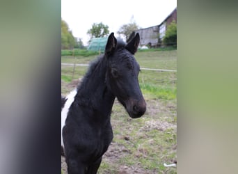 Barocco pinto, Giumenta, 2 Anni, 165 cm, Pezzato