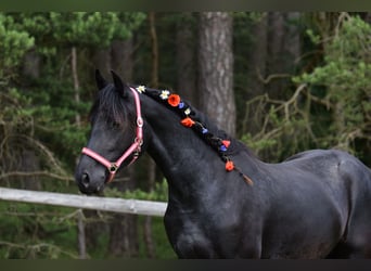 Barocco pinto, Giumenta, 2 Anni, 175 cm, Morello