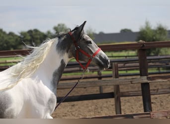 Barocco pinto Mix, Giumenta, 2 Anni, Pezzato