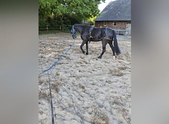 Barocco pinto, Giumenta, 3 Anni, 157 cm, Morello