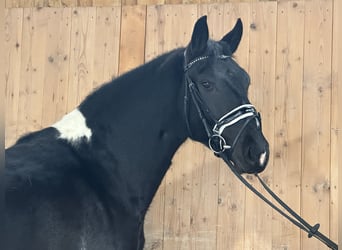 Barocco pinto, Giumenta, 3 Anni, 157 cm, Pezzato