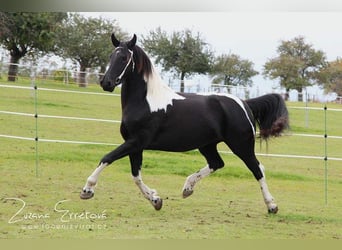 Barocco pinto, Giumenta, 3 Anni, 158 cm, Morello