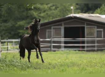Barocco pinto, Giumenta, 3 Anni, 158 cm, Morello
