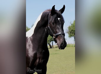 Barocco pinto, Giumenta, 3 Anni, 158 cm, Morello
