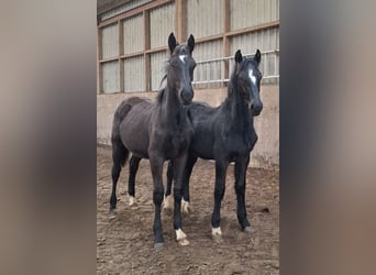 Barocco pinto, Giumenta, 3 Anni, 158 cm, Tobiano-tutti i colori