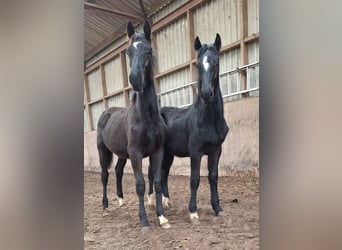 Barocco pinto, Giumenta, 3 Anni, 158 cm, Tobiano-tutti i colori
